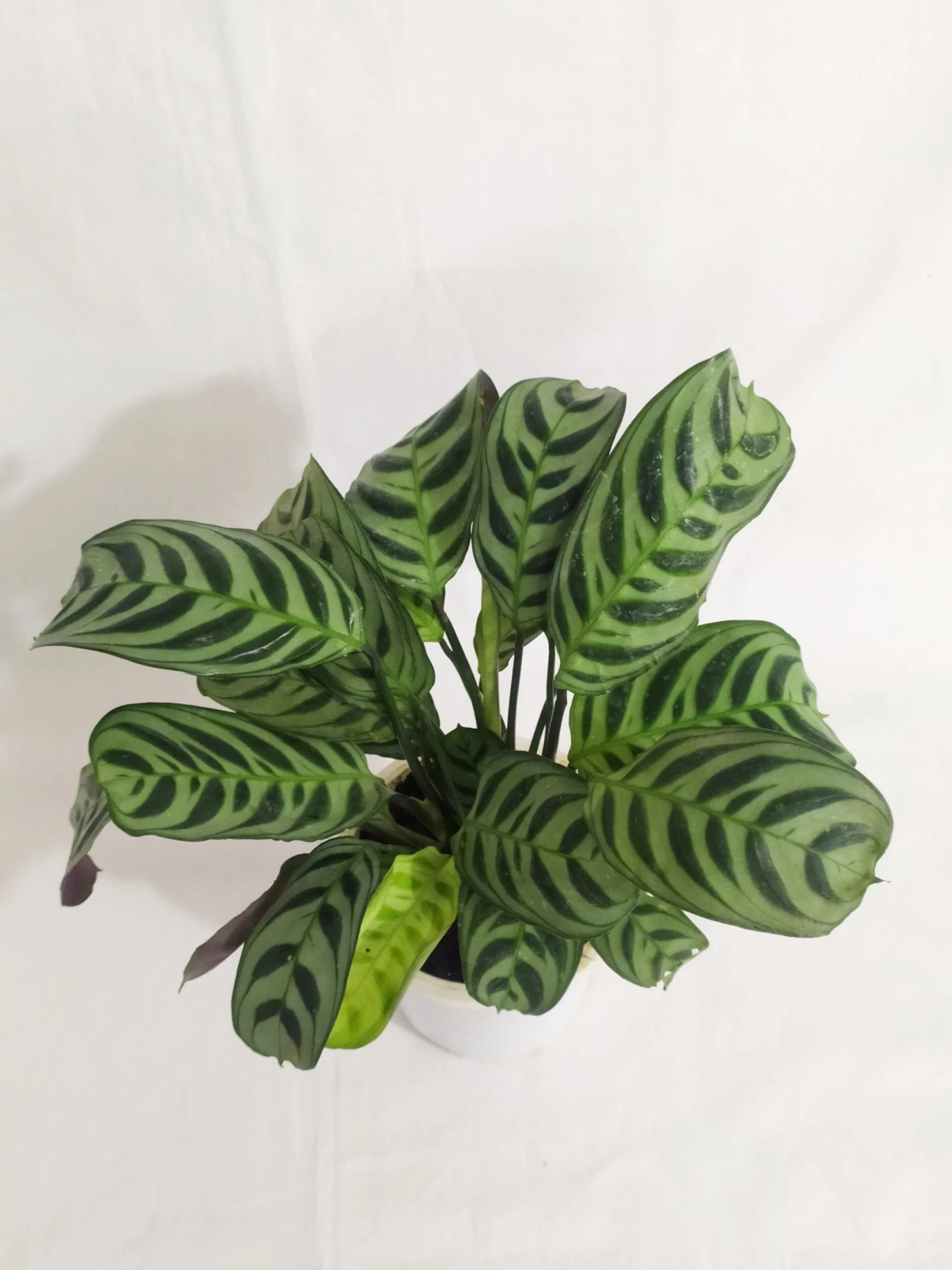CGASPL Calathea Burle-Marxii Live Plant 4 CGASPL Calathea Burle-Marxii Live Plant