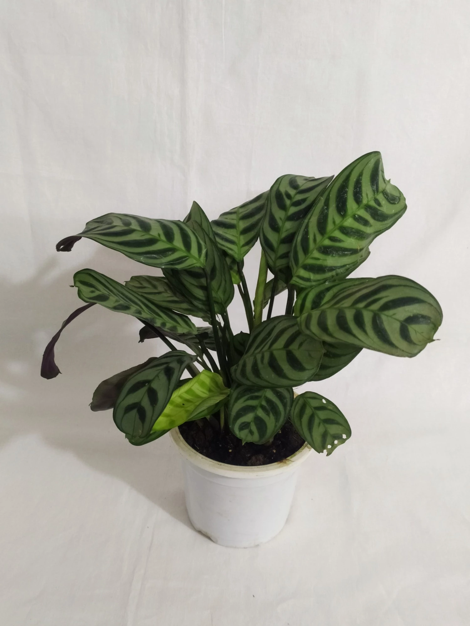 CGASPL Calathea Burle-Marxii Live Plant 5 CGASPL Calathea Burle-Marxii Live Plant