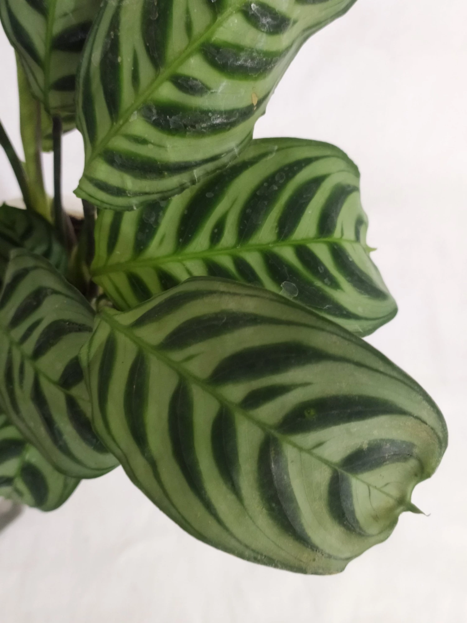 CGASPL Calathea Burle-Marxii Live Plant 6 CGASPL Calathea Burle-Marxii Live Plant