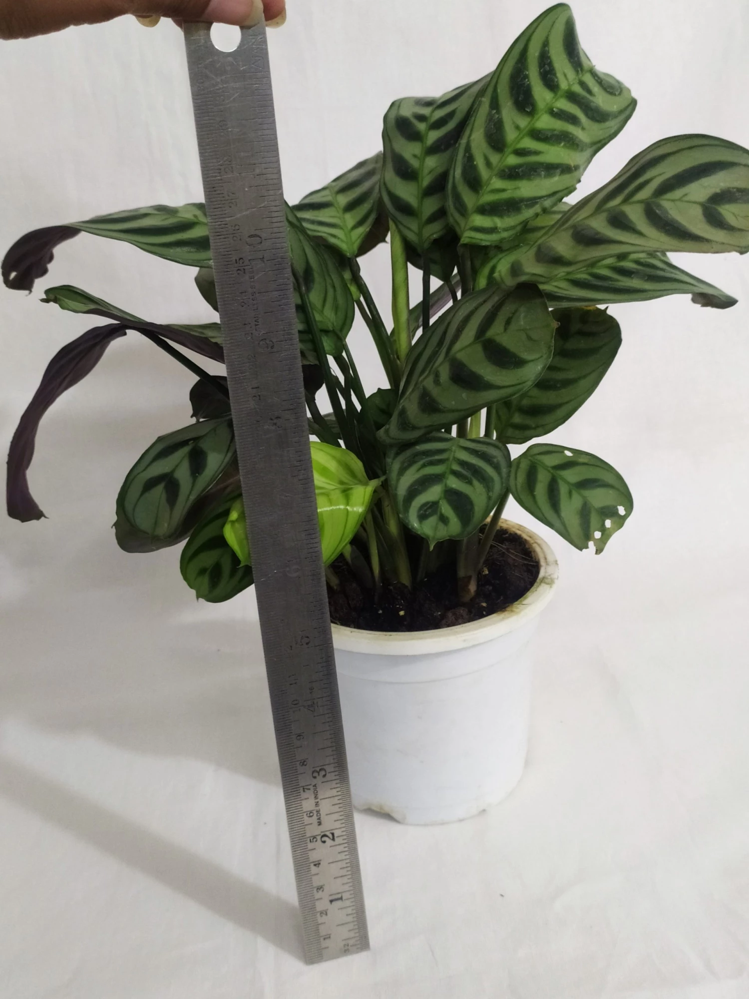 CGASPL Calathea Burle-Marxii Live Plant 7 CGASPL Calathea Burle-Marxii Live Plant