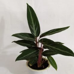 CGASPL Stromanthe Sanguinea Live Plant Plants