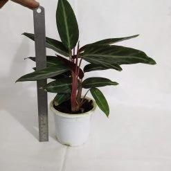 CGASPL Stromanthe Sanguinea Live Plant Plants