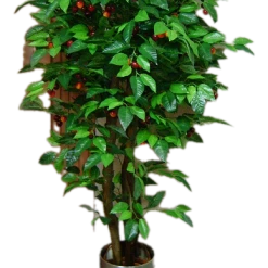 CGASPL Artificial Cherry Plant- 5 Feet