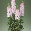 CGASPL Antirrhinum Legend Light Pink Flower Seeds Imported Flower Seeds