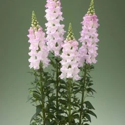 CGASPL Antirrhinum Legend Light Pink Flower Seeds Imported Flower Seeds