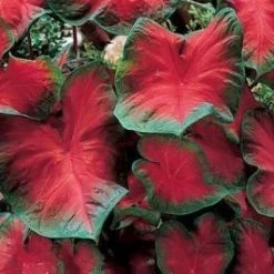 CGASPL Caladium Freida Hemple Leave Bulbs (Pack Of 6) Rainy Flower Bulbs