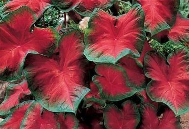 CGASPL Caladium Freida Hemple Leave Bulbs (Pack Of 6) Rainy Flower Bulbs 3 CGASPL Caladium Freida Hemple Leave Bulbs (Pack Of 6) Rainy Flower Bulbs
