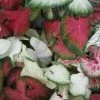 CGASPL Caladium Mixed Leave Bulbs (Pack Of 6) Rainy Flower Bulbs