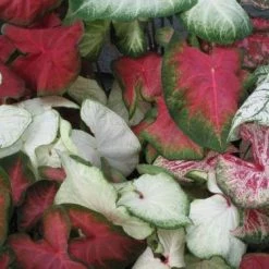 CGASPL Caladium Mixed Leave Bulbs (Pack Of 6) Rainy Flower Bulbs