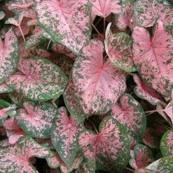 CGASPL Caladium Pink Leave Bulbs (Pack Of 6) Rainy Flower Bulbs