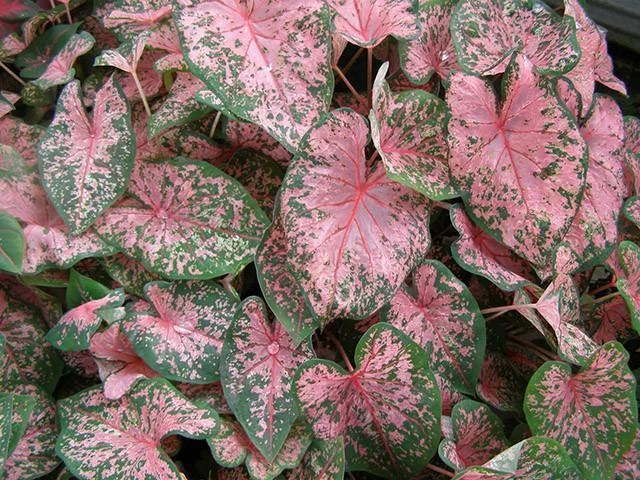 CGASPL Caladium Pink Leave Bulbs (Pack Of 6) Rainy Flower Bulbs 3 CGASPL Caladium Pink Leave Bulbs (Pack Of 6) Rainy Flower Bulbs
