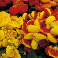 Sakata Seeds Calceolaria Dainty Mix Flower Seeds