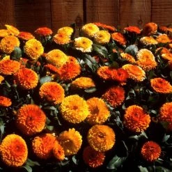 Benary Calendula Bon Bon Mix Flower Seeds