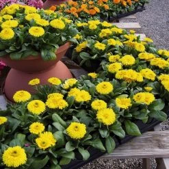 CGASPL Calendula Bon Bon Yellow Flower Seeds