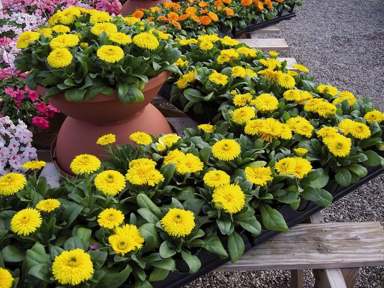 CGASPL Calendula Bon Bon Yellow Flower Seeds 4 CGASPL Calendula Bon Bon Yellow Flower Seeds