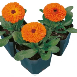 CGASPL Calendula Calypso Clear Orange Flower Seeds