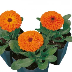Sakata Seeds Imported Flower Seeds Calendula Calypso Orange W/Black Center Flower Seeds