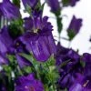 CGASPL Sakata Seeds Campanula Champion II Deep Blue Flower Seeds