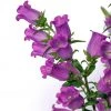 CGASPL Campanula Champion II Lilac Flower Seeds