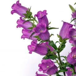 CGASPL Campanula Champion II Lilac Flower Seeds