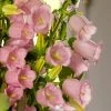 CGASPL Campanula Champion Pro Light Pink Flower Seeds