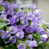 CGASPL Campanula Champion Pro Lavender Flower Seeds 1 CGASPL Campanula Champion Pro Lavender Flower Seeds