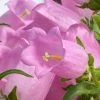 CGASPL Campanula Champion Pro Pink Flower Seeds