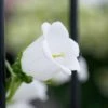 CGASPL Sakata Seeds Campanula Champion Pro White Flower Seeds