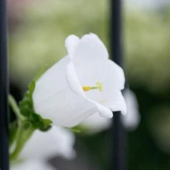 CGASPL Sakata Seeds Campanula Champion Pro White Flower Seeds