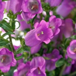 CGASPL Campanula Champion II Lilac Flower Seeds