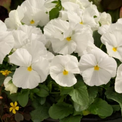 CGASPL Imported Flower Seeds Pansy Maj. Gts Il Clear White Flower Seeds