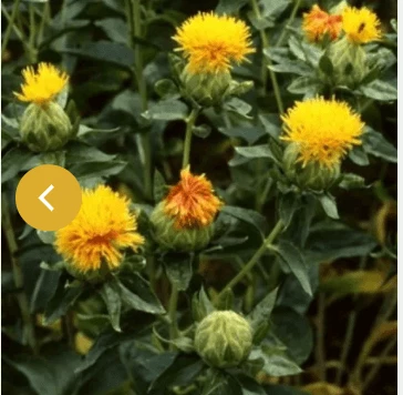 CGASPL Carthamus Kinko Flower Seeds Takii Seeds 4 CGASPL Carthamus Kinko Flower Seeds Takii Seeds