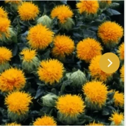 CGASPL Carthamus Kinko Flower Seeds Takii Seeds