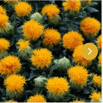 CGASPL Carthamus Kinko Flower Seeds Takii Seeds 3 CGASPL Carthamus Kinko Flower Seeds Takii Seeds