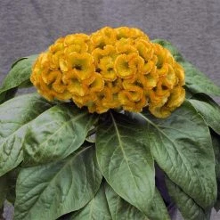 CGASPL Imported Flower Seeds Celosia Cristata Armor Yellow Flower Seeds 7 CGASPL Imported Flower Seeds Celosia Cristata Armor Yellow Flower Seeds