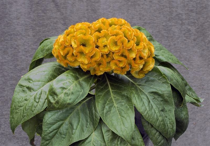 CGASPL Imported Flower Seeds Celosia Cristata Armor Yellow Flower Seeds 5 CGASPL Imported Flower Seeds Celosia Cristata Armor Yellow Flower Seeds