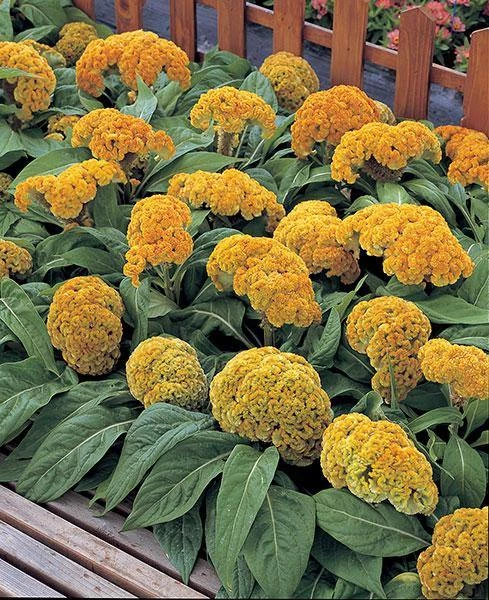CGASPL Imported Flower Seeds Celosia Cristata Armor Yellow Flower Seeds 4 CGASPL Imported Flower Seeds Celosia Cristata Armor Yellow Flower Seeds