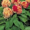 CGASPL Takii Seeds Celosia Cristata Kurume Corona Flower Seeds