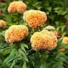 CGASPL Celosia Cristata Kurume Gold Flower Seeds 2 CGASPL Celosia Cristata Kurume Gold Flower Seeds