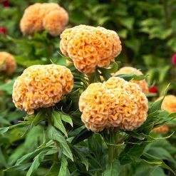 CGASPL Celosia Cristata Kurume Gold Flower Seeds