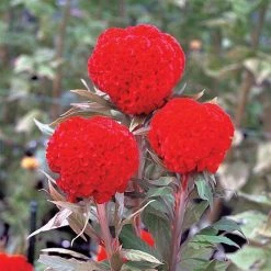 CGASPL Celosia Cristata Kurume Orange Red Flower Seeds