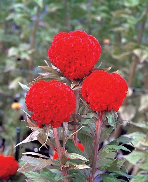 CGASPL Celosia Cristata Kurume Orange Red Flower Seeds 3 CGASPL Celosia Cristata Kurume Orange Red Flower Seeds