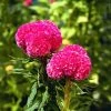 CGASPL Celosia Cristata Kurume Rose Flower Seeds 1 CGASPL Celosia Cristata Kurume Rose Flower Seeds
