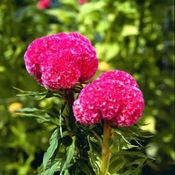 CGASPL Celosia Cristata Kurume Rose Flower Seeds