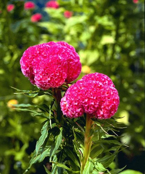 CGASPL Celosia Cristata Kurume Rose Flower Seeds 3 CGASPL Celosia Cristata Kurume Rose Flower Seeds