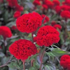CGASPL Celosia Cristata Kurume Scarlet Flower Seeds