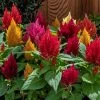 Sakata Seeds Imported Flower Seeds Celosia Plumosa Kimono Mix Flower Seeds
