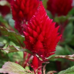 Sakata Seeds Imported Flower Seeds Celosia Plumosa Kimono Red Flower Seeds
