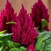 CGASPL Imported Flower Seeds Celosia Plumosa Kimono Rose Flower Seeds