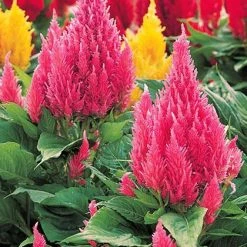 CGASPL Celosia Plumosa Castle Mix Flower Seeds Imported Flower Seeds